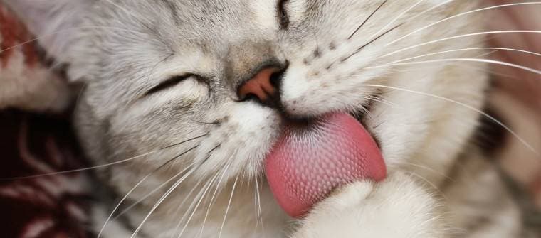 Cat allergy