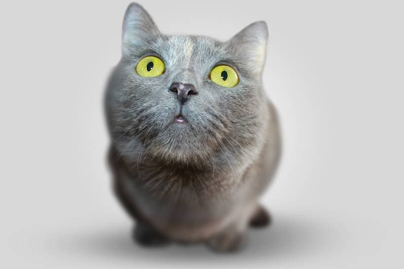 10 misperceptions and myths about cats