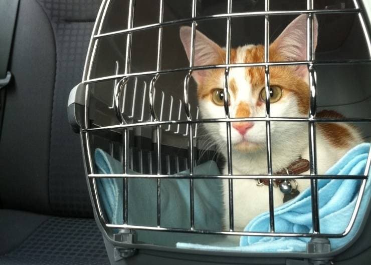 Traveling With a Cat: Choosing and Using a Safe Carrier