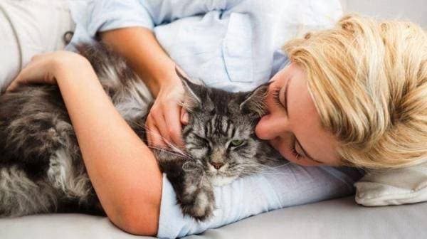 Spaying and Neutering Cats: What Owners Should Know