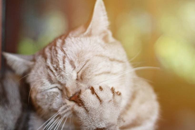 Allergy to cats - what to do?