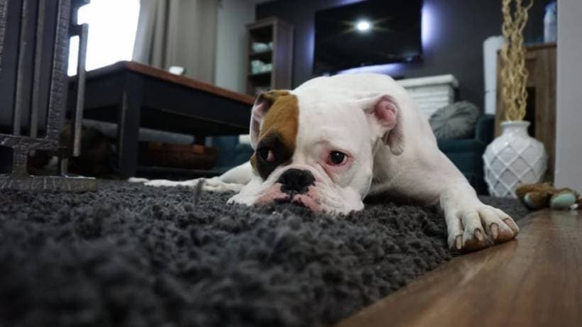 7 dog breeds, which is comfortable to hold in small spaces