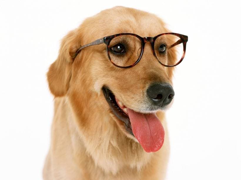 Top 10 Smartest Dog Breeds in the World!