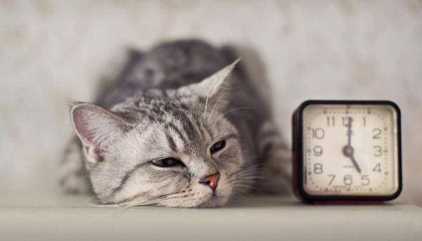 Why do cats sleep at the feet?