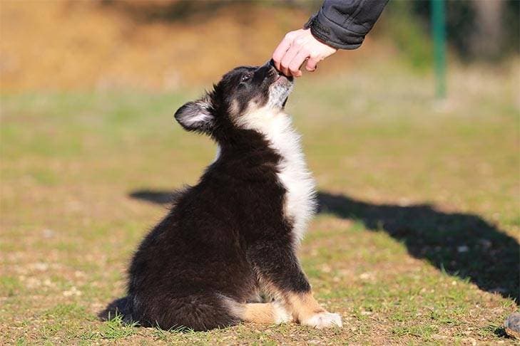 A Few Tips on How to Teach a Person to Train Their Dog