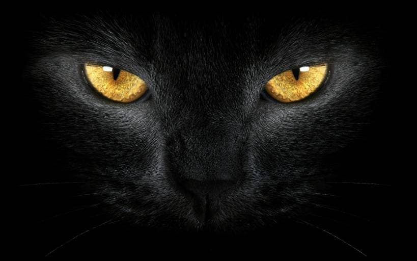Superstitions related to a cat