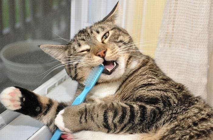 Is it necessary to clean cat's teeth?