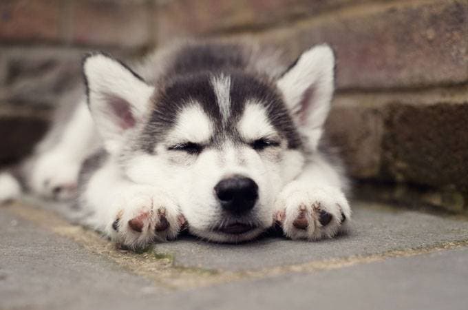 How to Choose a Diet for Your Siberian Husky: Useful Recommendations