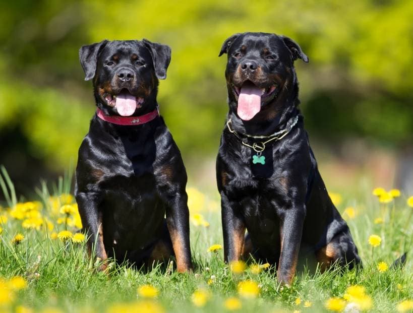 Justify the use of electrical dog collar in dog training