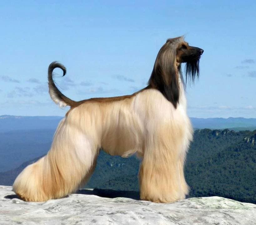 Afghan Hound: The Wonder Dog