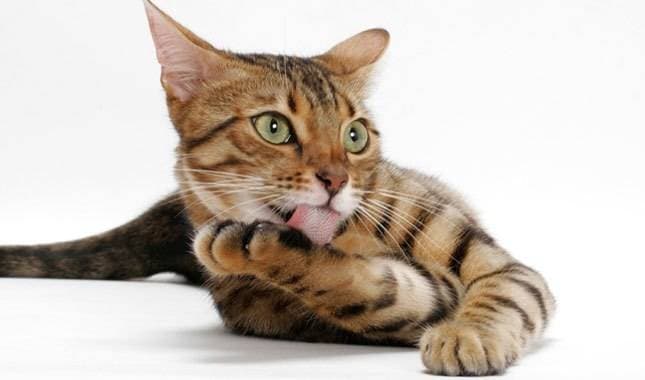Bengal Cats: History, Personality, Health and Everyday Care