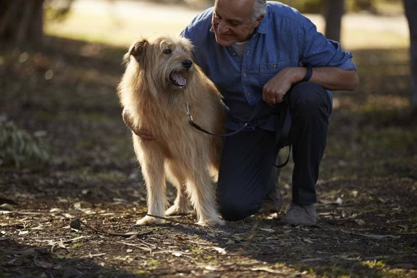 The breed of the dog and the character of its owner