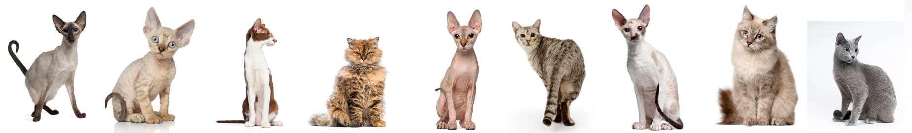 Top 10 Cats That Are Most Hypoallergenic