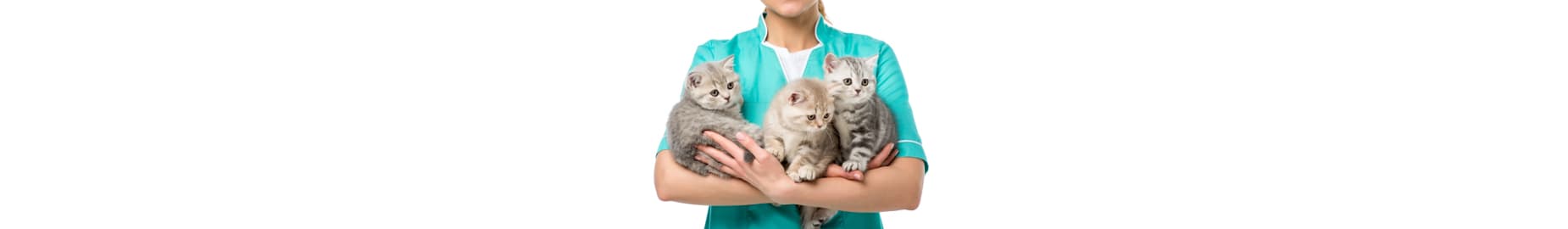 10 Tips for Choosing the Right Cat Breeder