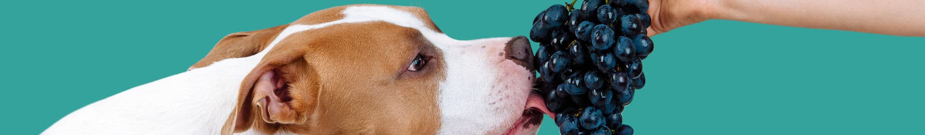 What Can My Dog Eat? FAQs Answered