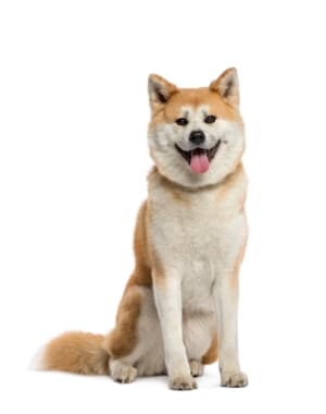 Akita Inu