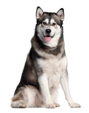 Alaskan Malamute
