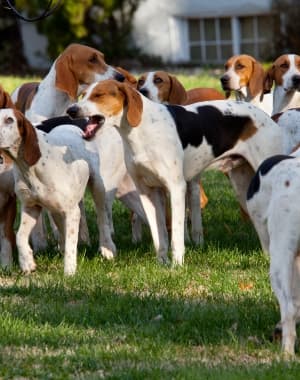 American Foxhound