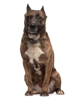American Staffordshire Terrier