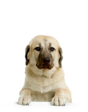 Anatolian Shepherd Dog