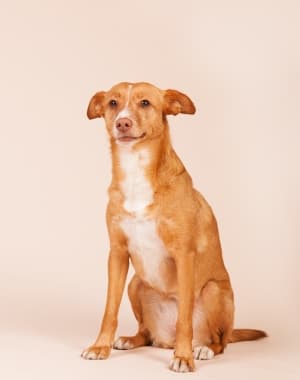 Andalusian Hound