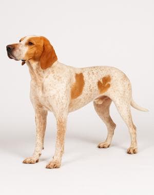 Ariege Pointer