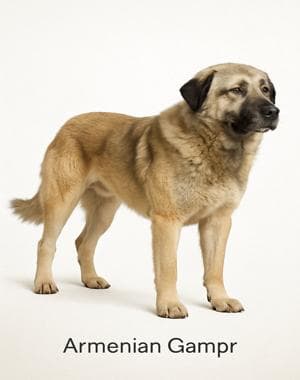 Armenian Gampr dog