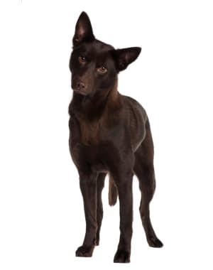 Australian Kelpie