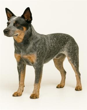 Australian Stumpy Tail Cattle Dog