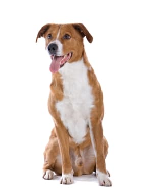 Austrian Pinscher