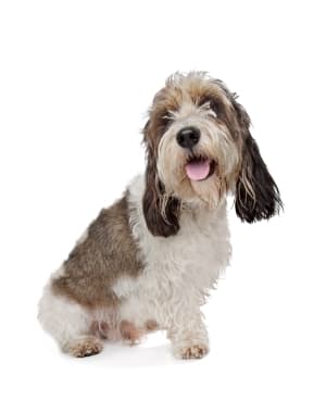 Basset Griffon Vendeen, Petit