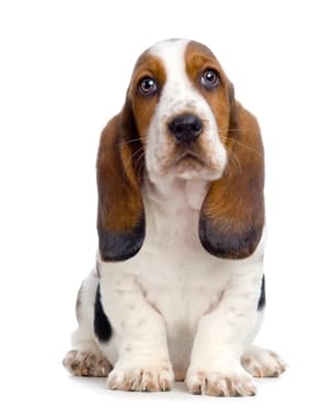 Basset Hound