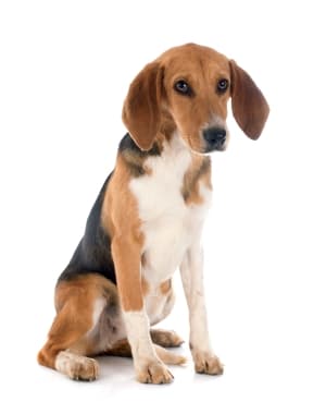 Beagle-Harrier