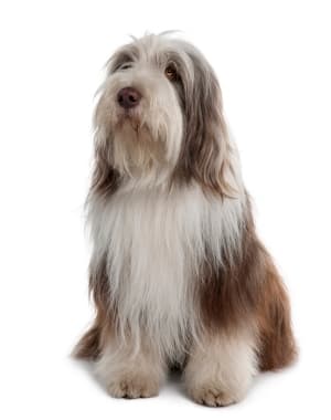 Bearded Collie