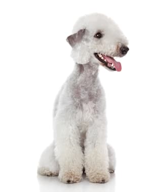 Bedlington Terrier