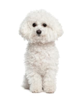 Bichon Frise
