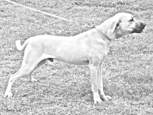 Blackmouth Cur