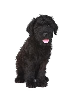 Black Russian Terrier