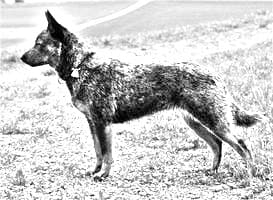 Blue Heeler