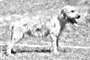 Bosnian Coarse-haired Hound