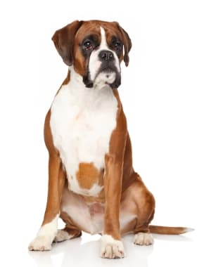 Boxer