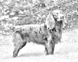 Bracco Italiano