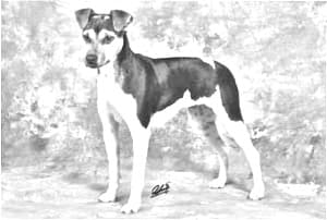 Brazilian Terrier