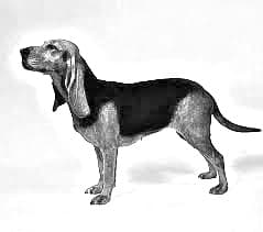 Bruno Jura Hound