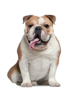 Bulldog