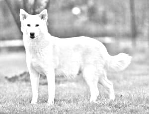 Canaan Dog