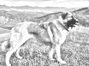 Carpathian Shepherd Dog