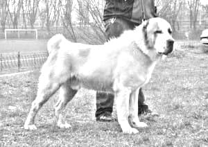 Central Asian Shepherd Dog