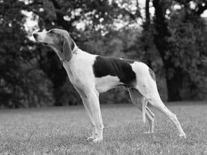 Chien Francais Tricolore