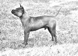 Chinese Chongqing Dog